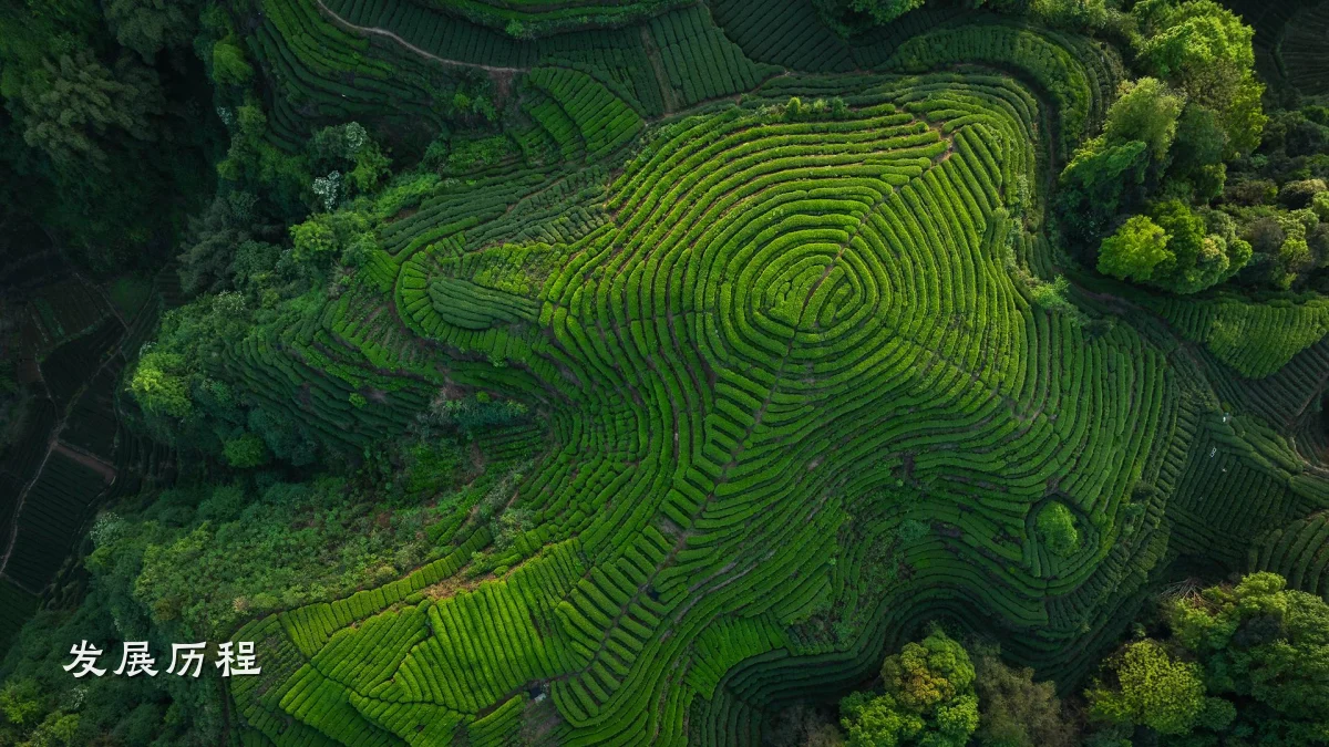 发展历程