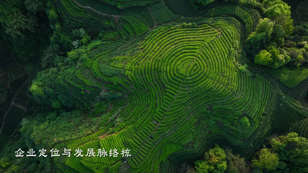 企业定位与发展脉络梳