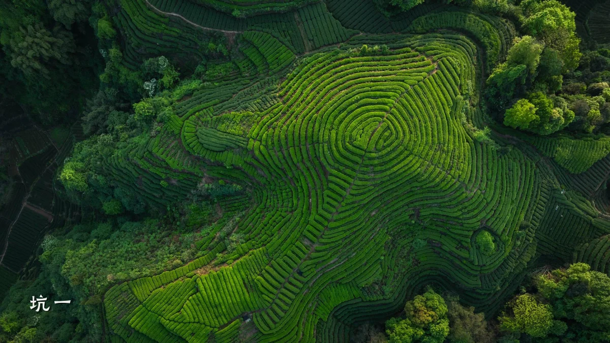 坑一